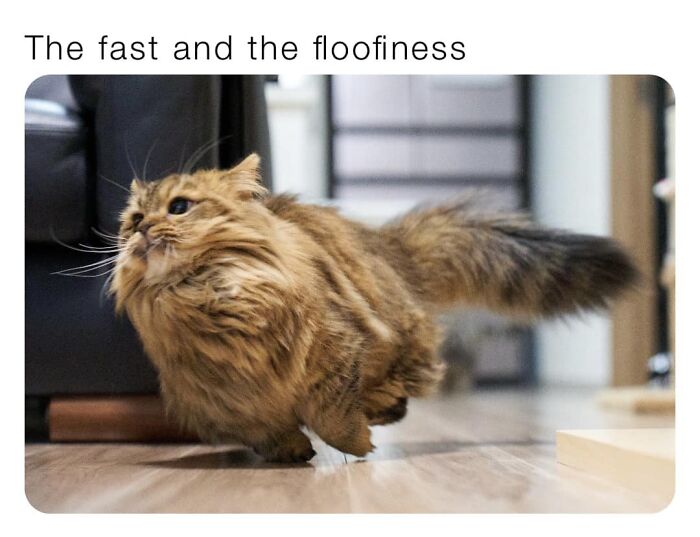 Funny-Kitty-Litterposting-Pics