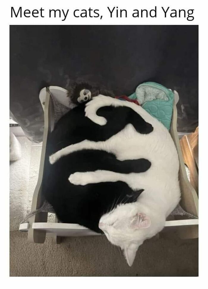 Funny-Kitty-Litterposting-Pics