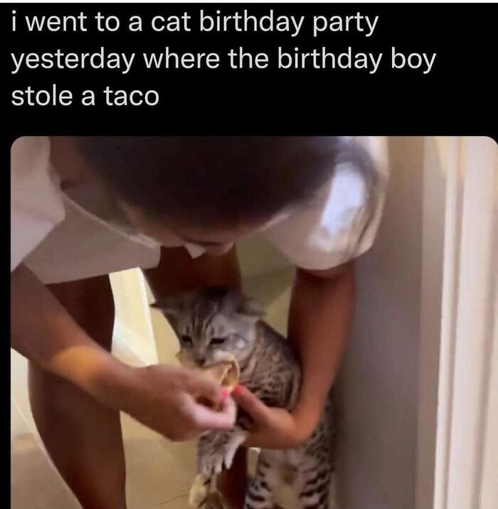 Funny-Kitty-Litterposting-Pics