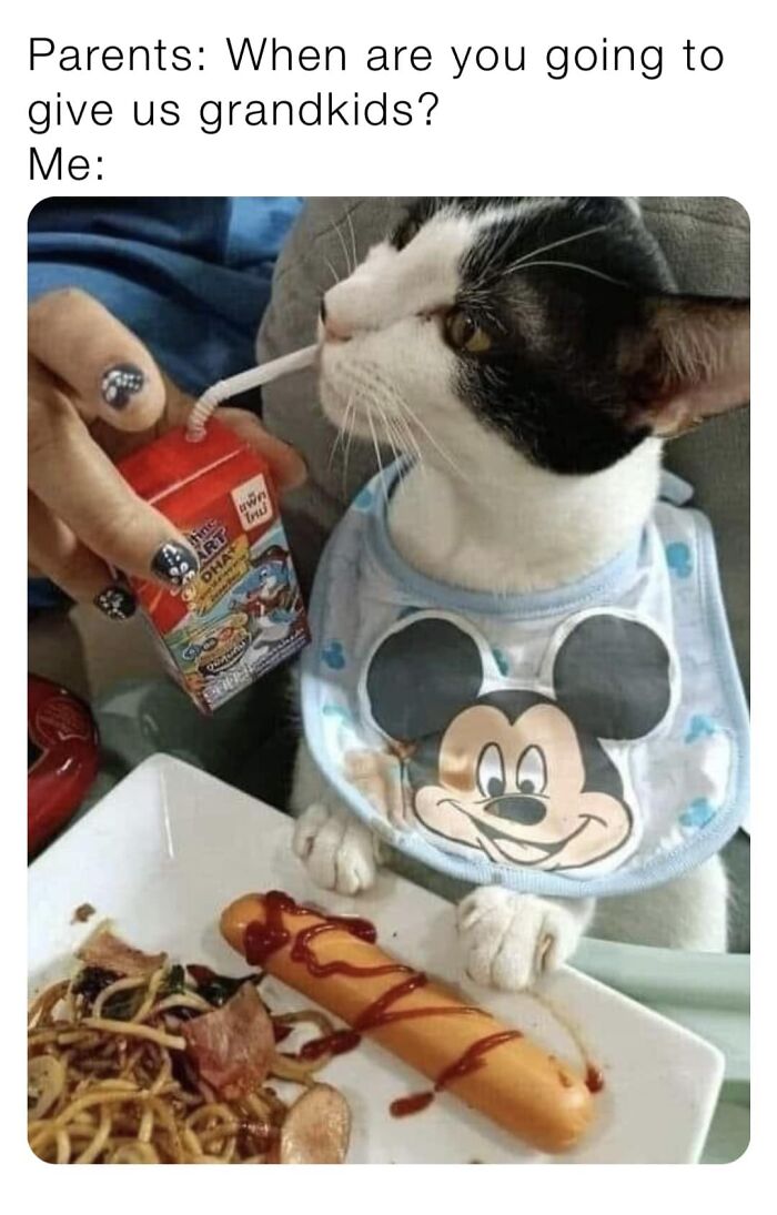 Funny-Kitty-Litterposting-Pics