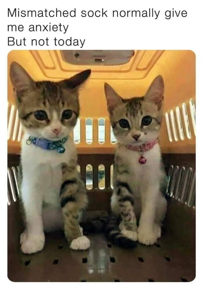 Funny-Kitty-Litterposting-Pics