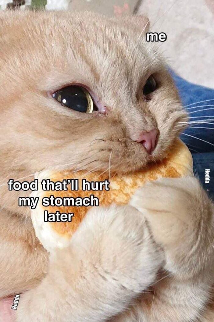 Funny-Kitty-Litterposting-Pics