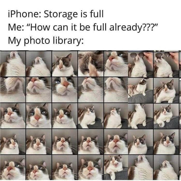 Funny-Kitty-Litterposting-Pics