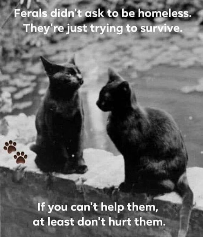 Funny-Kitty-Litterposting-Pics