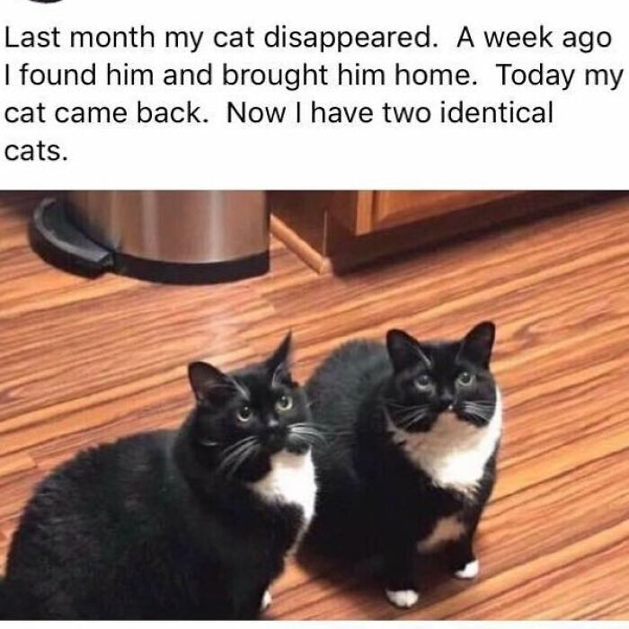 Funny-Kitty-Litterposting-Pics