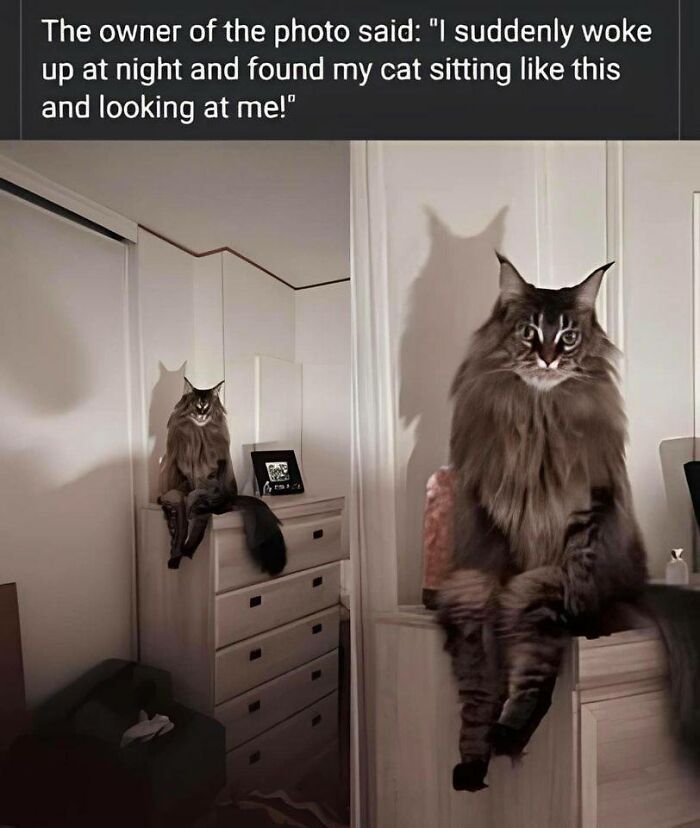 Funny-Kitty-Litterposting-Pics