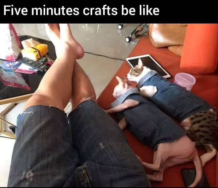 Funny-Kitty-Litterposting-Pics