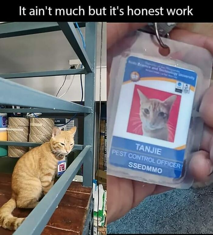 Funny-Kitty-Litterposting-Pics