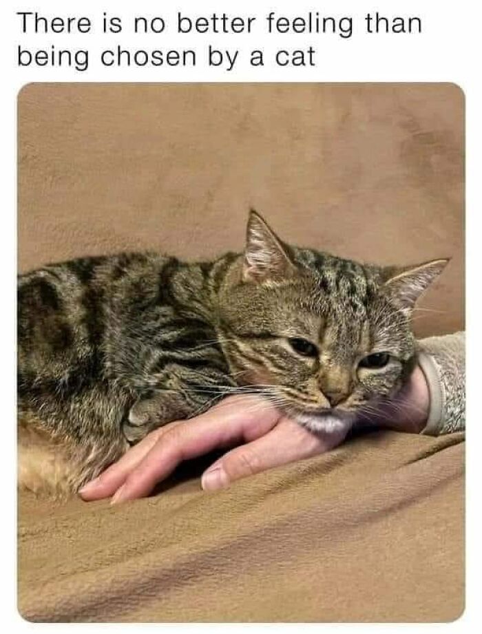 Funny-Kitty-Litterposting-Pics