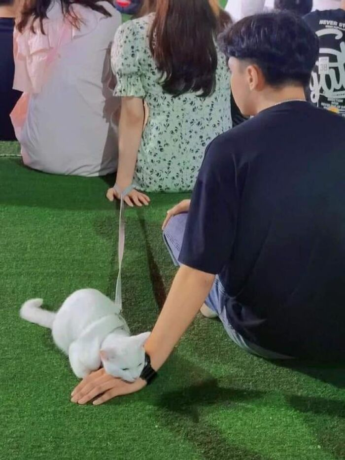 Funny-Kitty-Litterposting-Pics