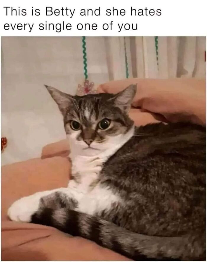 Funny-Kitty-Litterposting-Pics