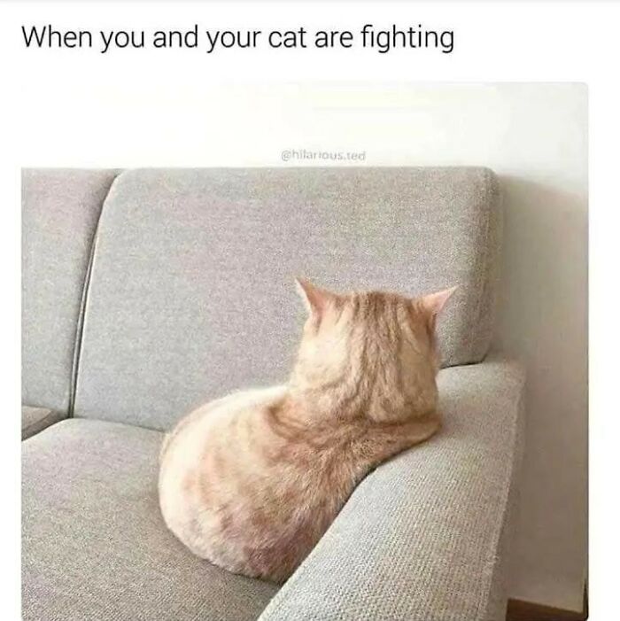 Funny-Kitty-Litterposting-Pics