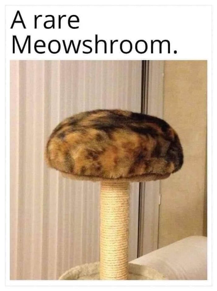 Funny-Kitty-Litterposting-Pics