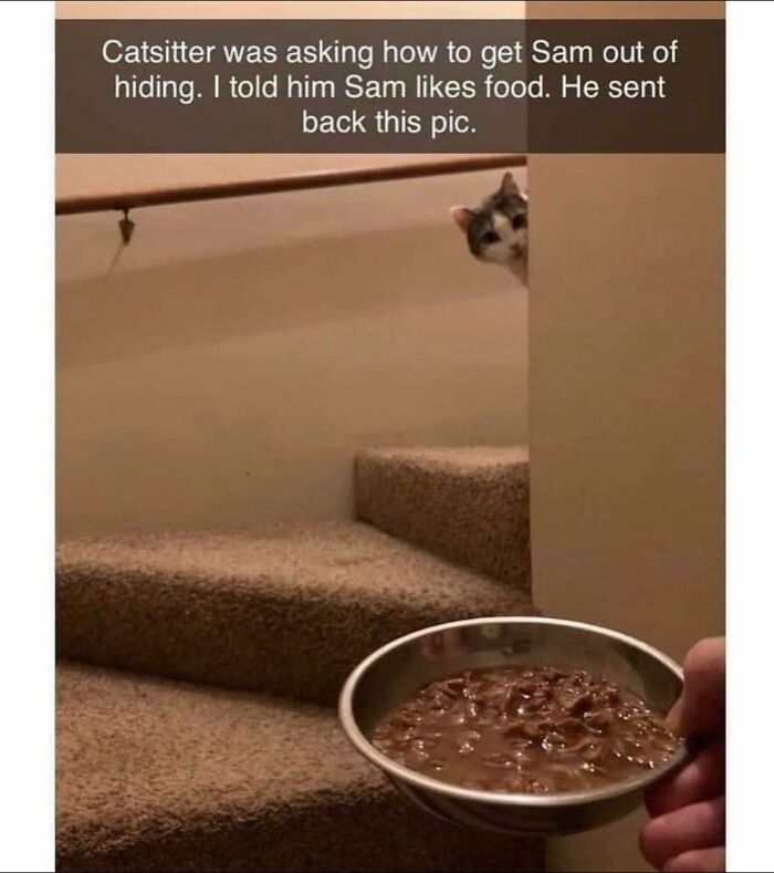 Funny-Kitty-Litterposting-Pics