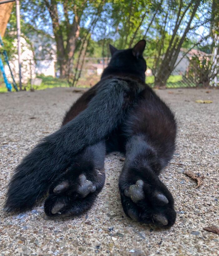 Funny-Kitty-Litterposting-Pics