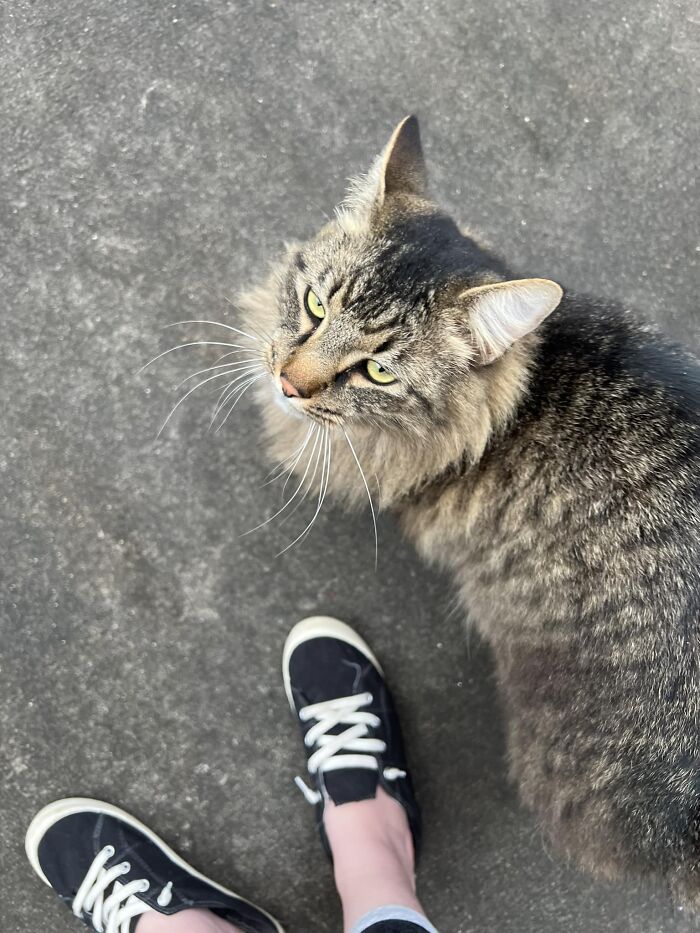 One Of My Cats Has A Habit Of Running Out The Door When My Kids Leave For School