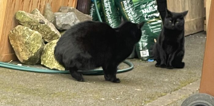 Finally, - Mhnmc! The Black Ones Mine And The Black One Isn’t Lol. I Can’t Tell The Difference