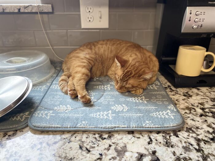 Hagrid Chronicles Volume 6.7 I Arrived Home To Find This, Former Mhnmc In A New Lounge Spot. He Thinks He Owns The Joint