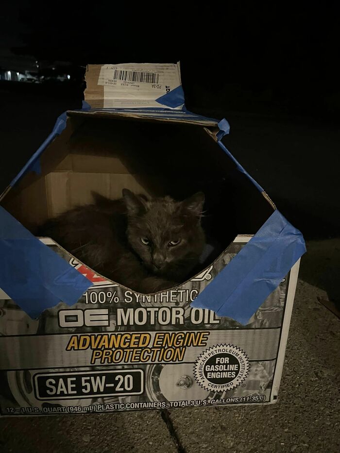 This Is Robert, He Showed Up Tuesday Night At My Partner's House