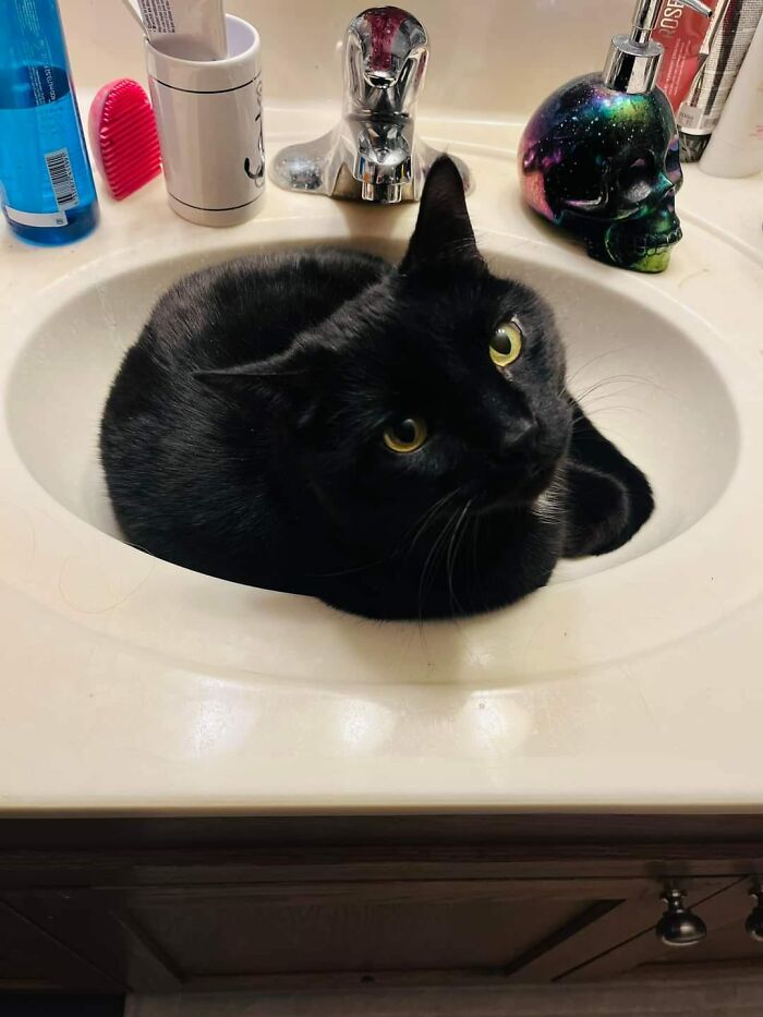 Late Last September, I Was Busy Bringing Groceries Into The House When I Heard A Cat Near My House Absolutely Screaming Its Little Head Off