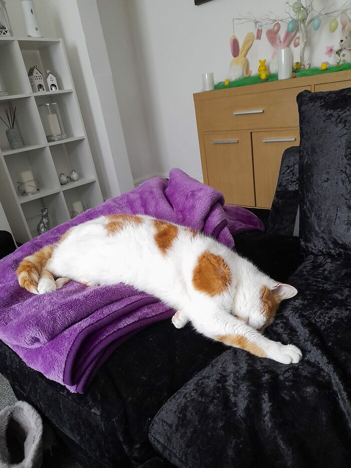 You'd Think He Lives Here. He's Been Visiting Us Since Mid November Of Last Year And He Has Truly Made Himself Comfortable. He Visits A Lot Of Our Neighbours Too