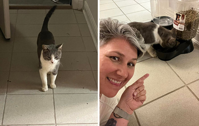 It Finally Happened! This Dude Has Been Hanging Around Our House For The Last Week, Making My Other Cats Super Angry