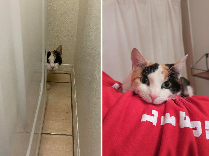 A Couple Of Nights Ago, My Boyfriend’s Sister And Her Fiancé Got A Surprise Guest