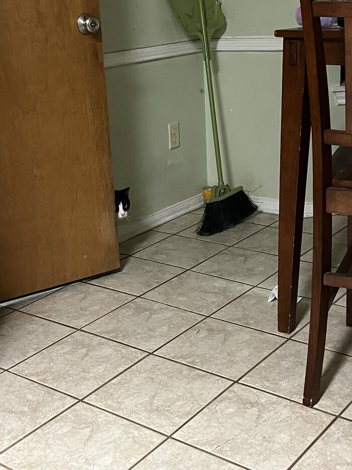 I Left The Door Cracked So My Kitty Could Come In. This Is Not My Kitt