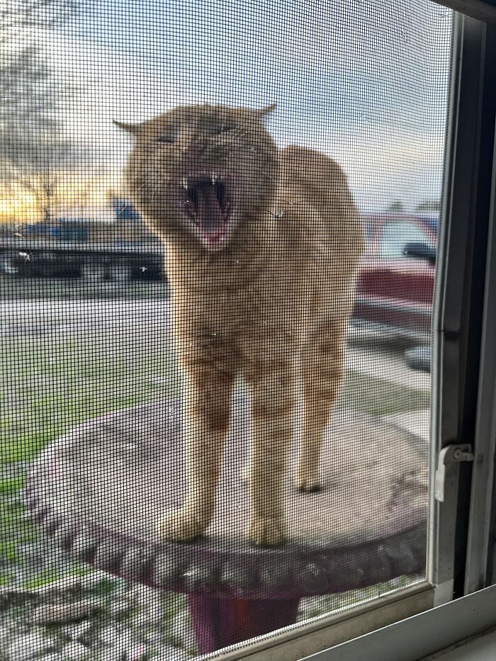 I Know This Is A Cat Page But Can Anyone Identify This Bird That Showed Up In My Birdbath Today?