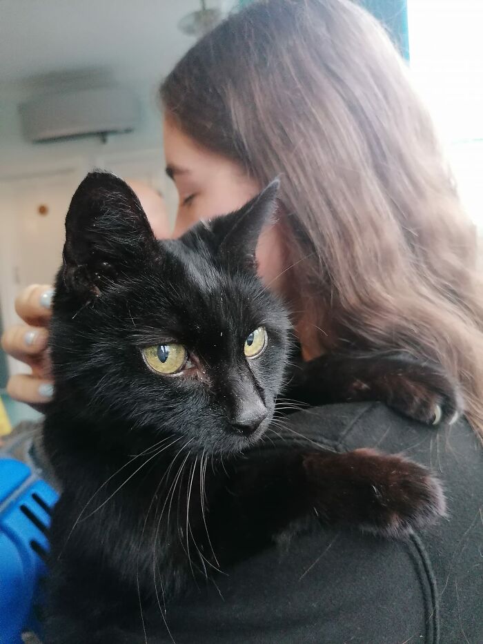 We Acquired Felix After He Kept Standing At Our Back Door Screaming At Us