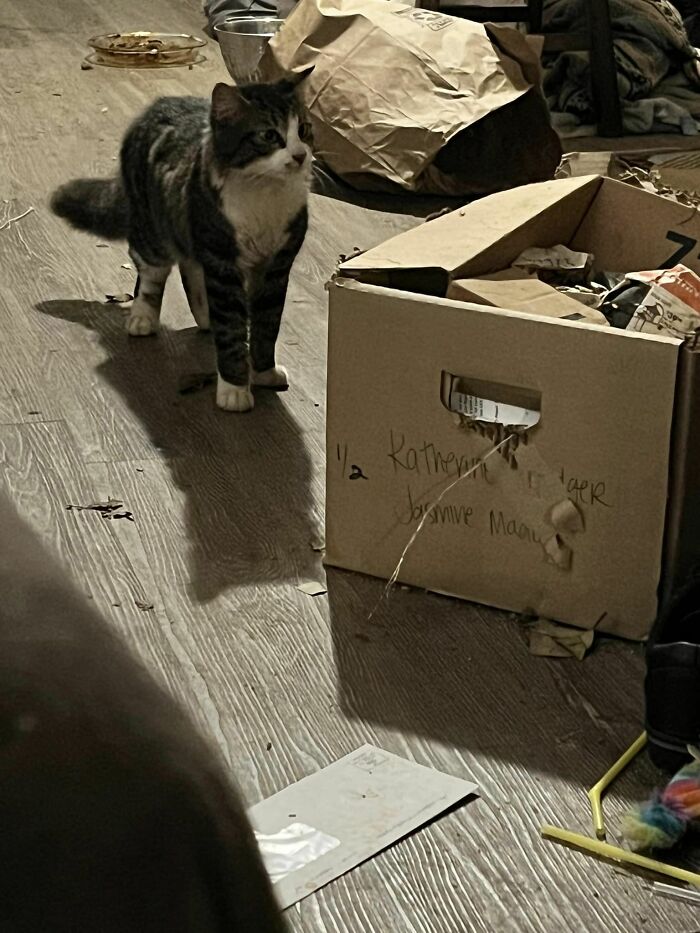 Oh! Hello! Who Are You?