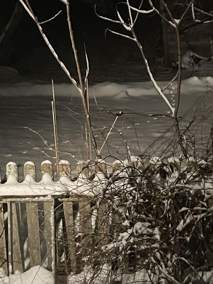 Why We Put Out Food In Any And Every Weather. 04:00 In Maine During A Snowstorm