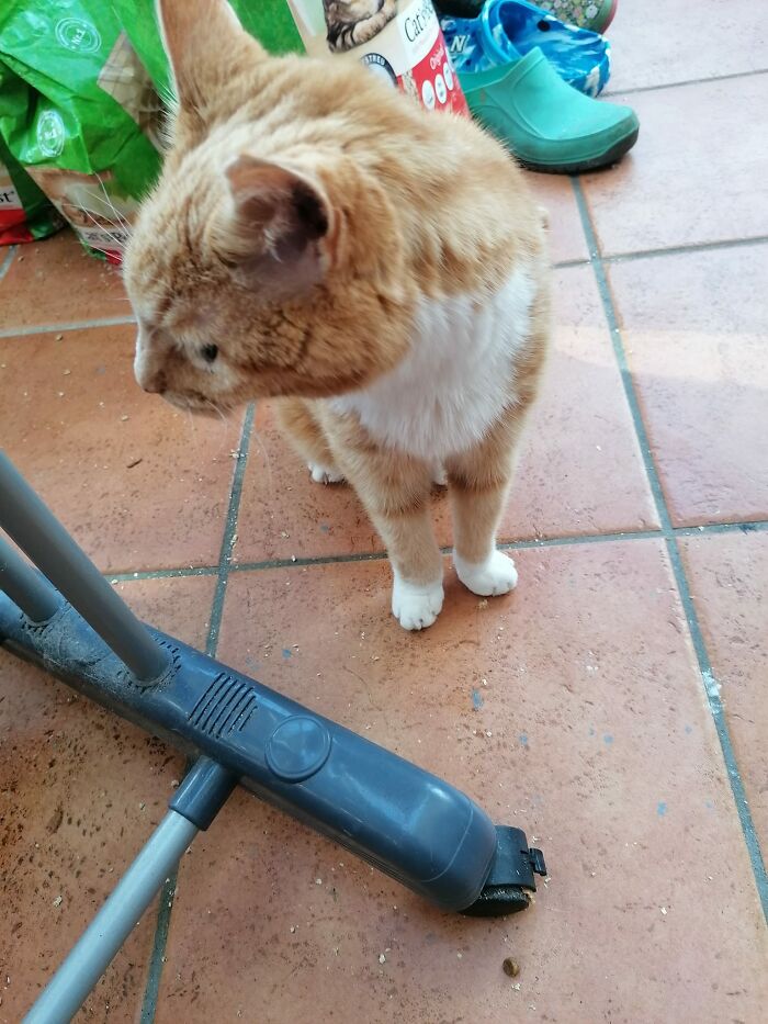 We Have 3 Cats But We Had 6 At One Point