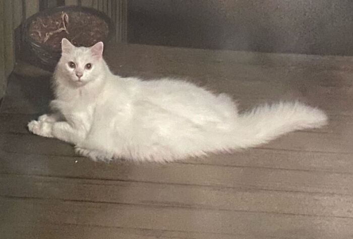 One Night Shortly After Our 15 Year Old Male White Short-Haired Cat Passed Away, There Was An Alert At Our Front Door Camera