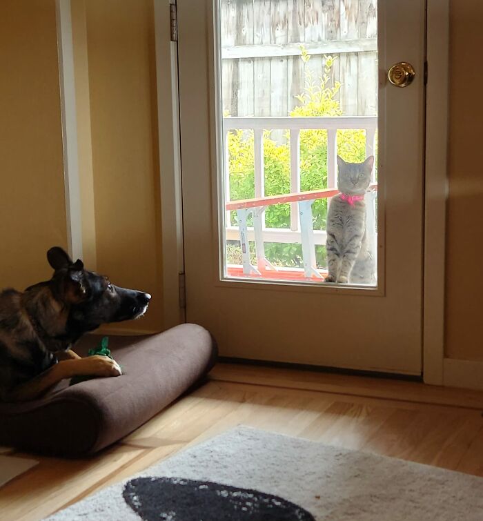 Lunala, Not My Cat, Decided To Introduce Herself To Us And My Dog. I Think She's New To The Neighborhood And Going Door To Door