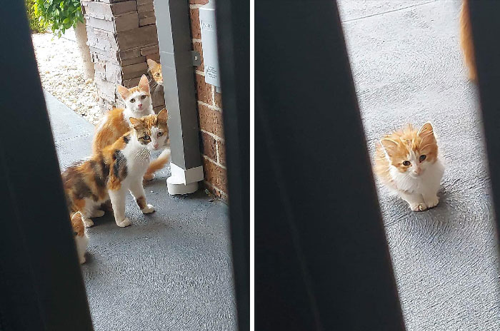 These Six Kitties Parked Outside My Front Door For Few Hours Looking In. A Couple Were Tiny. Must Have Smelt The Squid I Was Cooking Up