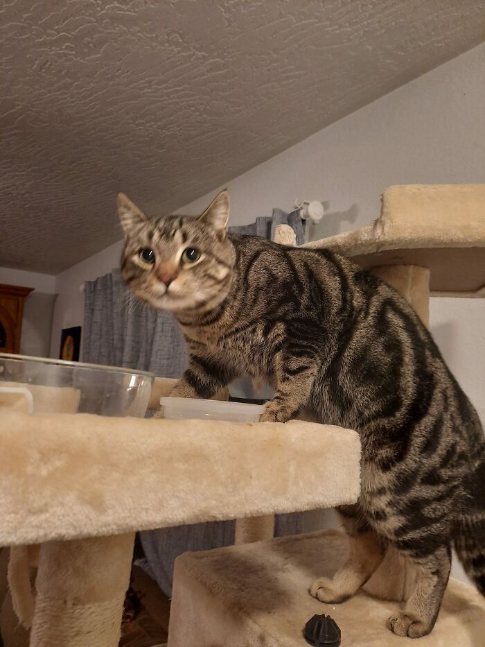 This Is My Neighbors Cat