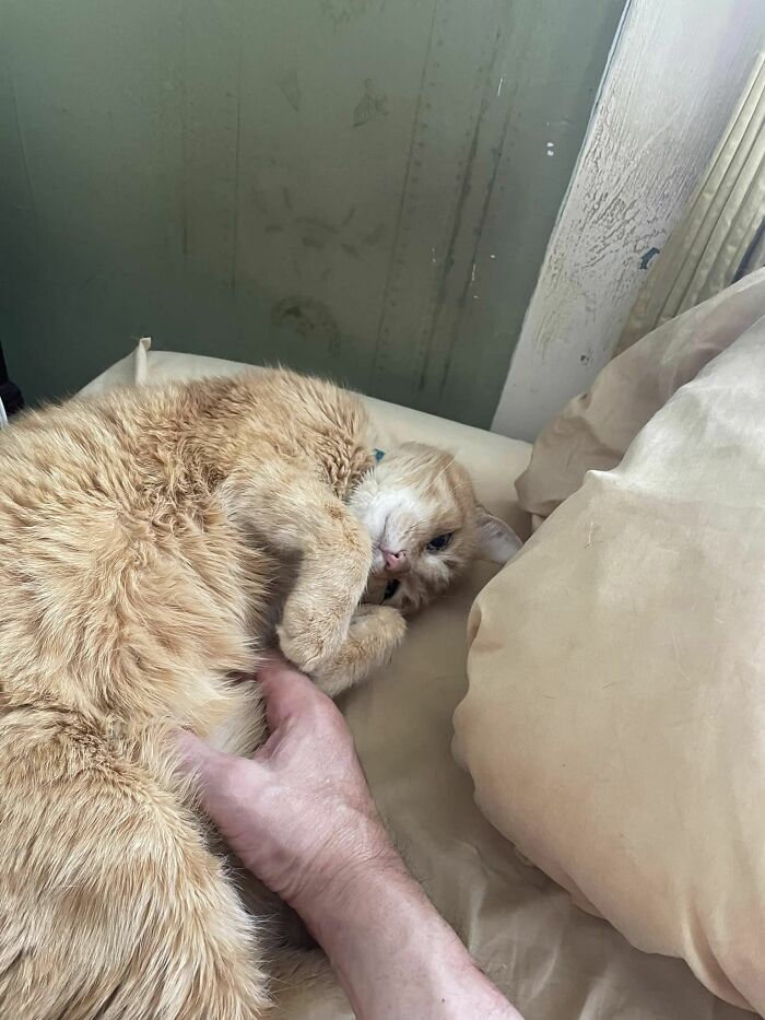 I’m Starting To Think That Cheez It (Former My House Not My Cat) Has Come Around To Accepting His New Home