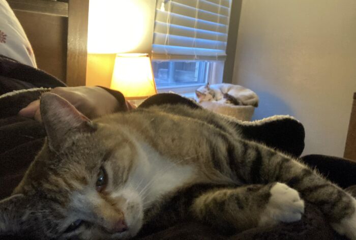 Bella: Look I’ve Learned To Begrudgingly Snuggle, I Don’t Understand Why She Gets Priority