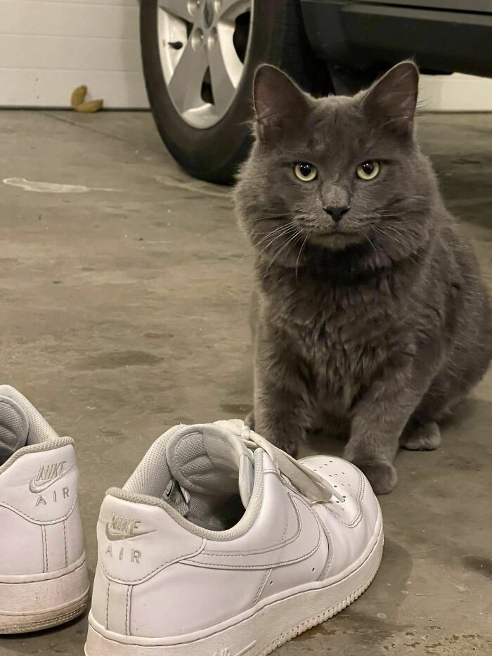 Siva (Formerly Robert) Would Like To Let You All Know, He’s A Healthy Nebelung At 12lbs