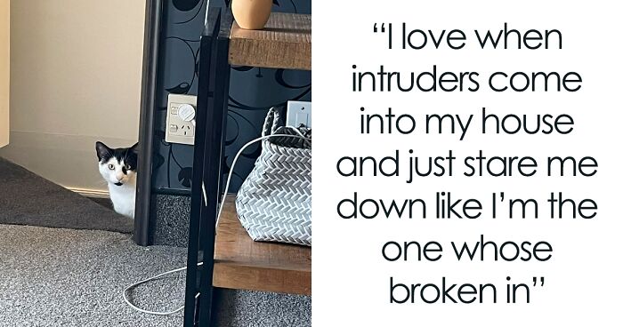 People Are Sharing Photos Of Their Best ‘My House, Not My Cat’ Encounters, And Here Are 50 Of The Newest Pics