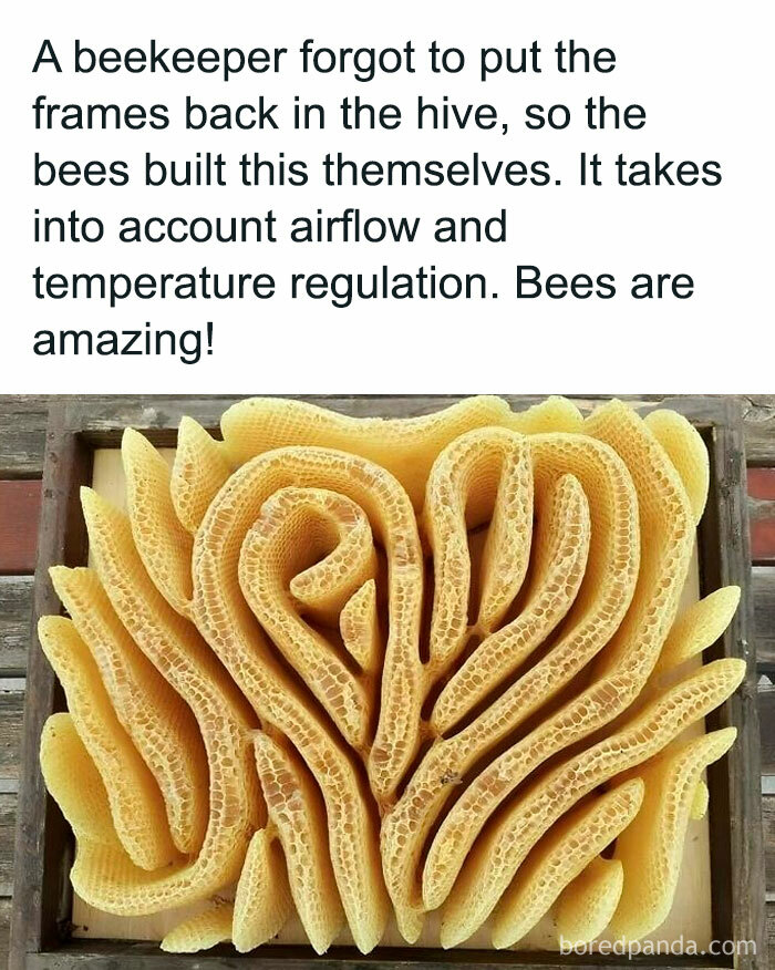 Unframed bee honeycomb showcasing intricate design, highlighting the amazing nature of bees.