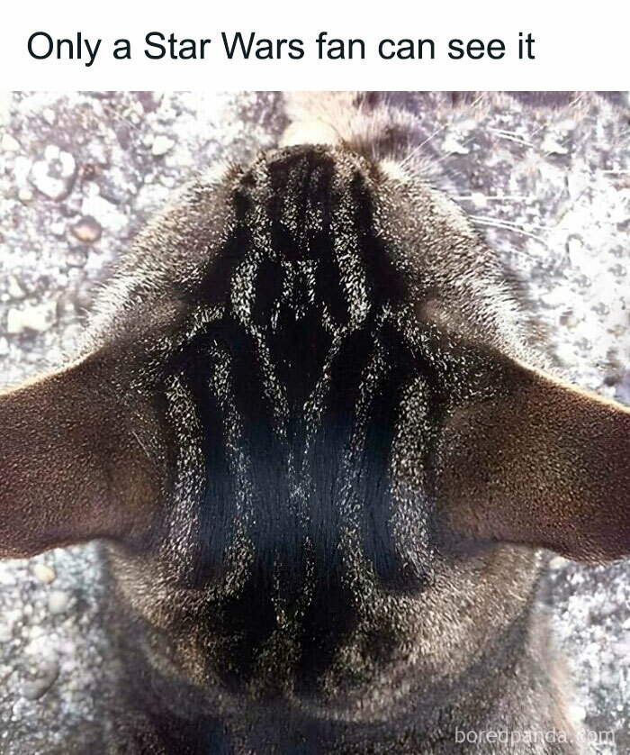 Close-up of a cat's head viewed from above, humorously resembling Darth Vader's helmet. Hilarious meme for nerds.