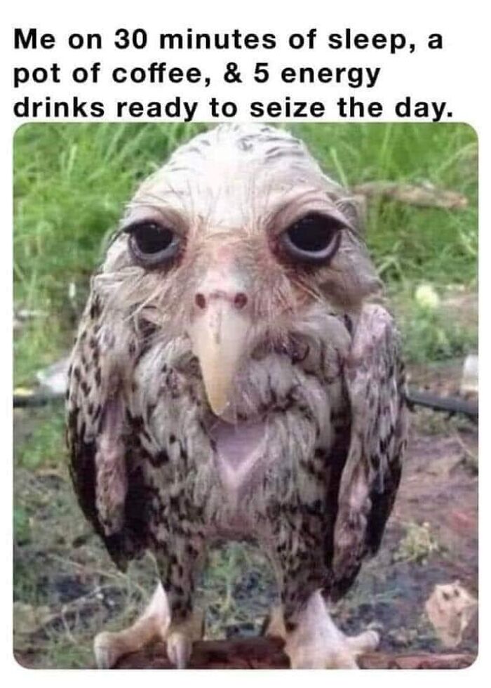 Funny office life meme: tired and disheveled bird with caption about lack of sleep and too much caffeine.
