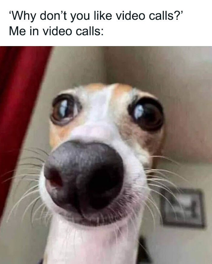 Dog meme illustrating a funny reaction to video calls in office life.