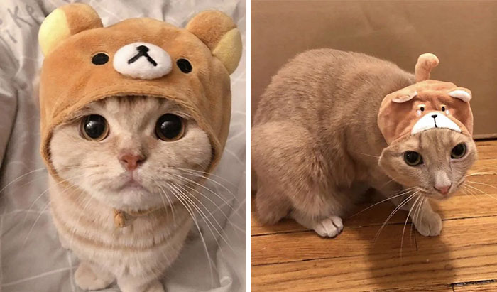 Mi novio le compró este gorro de oso a mi gato para recrear una adorable publicación de Instagram que vio