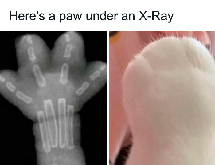 Funny-Smart-Science-Memes