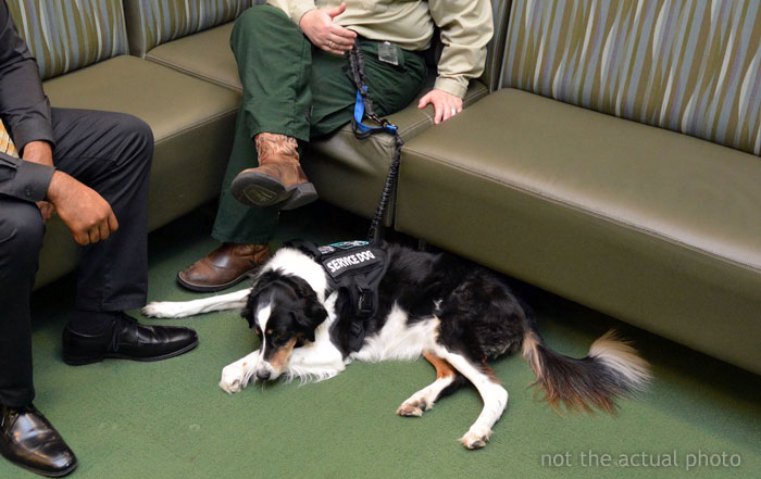 Woman Makes Her Friend Leave Her Service Dog In The Backyard, Is Upset Everyone Hates Her For It After The Woman Gets A Concussion From A Seizure