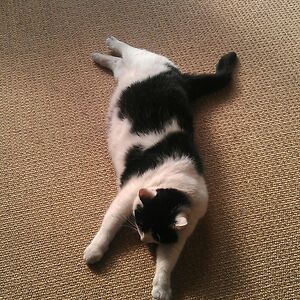 kirstenkerkhof avatar