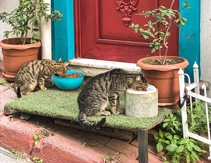 Two Cats Eating Cat From Their Bowls 